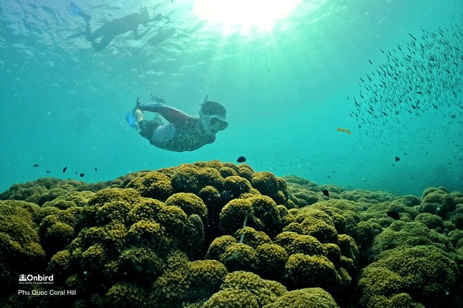 PROFESSIONAL SNORKELING to Explore Hidden Coral Spots (MAX 9 PAX) - Good To Know