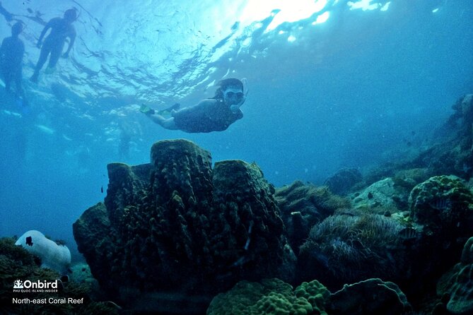 PROFESSIONAL SNORKELING to Explore Hidden Coral Spots (MAX 9 PAX) - Tour Inclusions