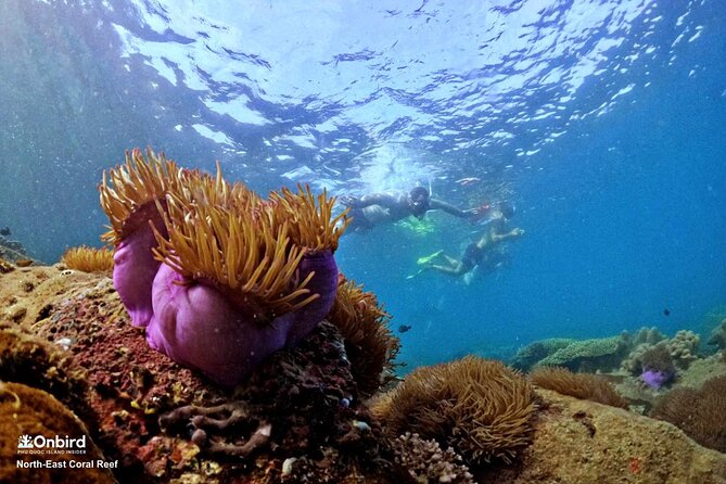 PROFESSIONAL SNORKELING to Explore Hidden Coral Spots (MAX 9 PAX)