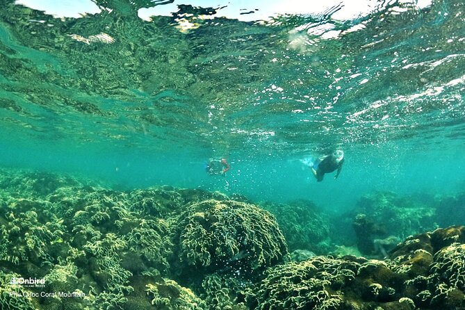 PROFESSIONAL SNORKELING to Explore Hidden Coral Spots (MAX 9 PAX) - Directions