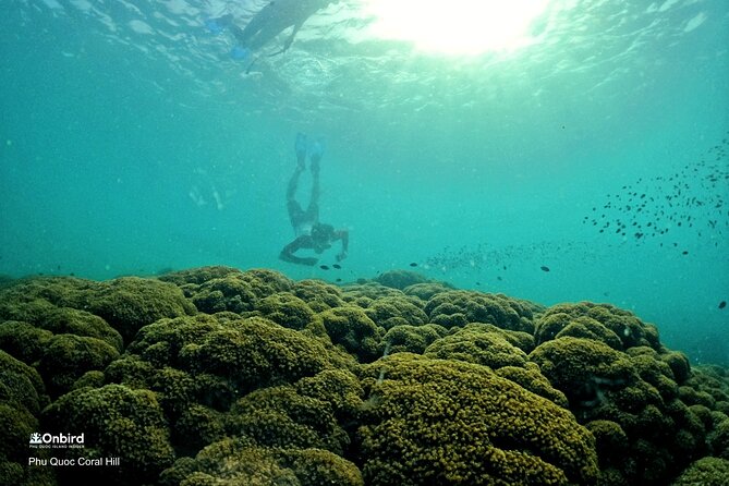 PROFESSIONAL SNORKELING to Explore Hidden Coral Spots (MAX 9 PAX) - Responses