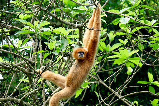 Cuc Phuong National Park Private Day Tour: Trekking & Primates - Common questions