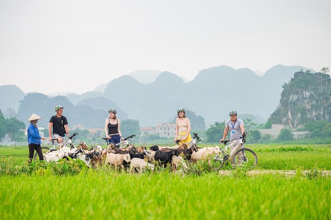 Full Day Hoa Lu Temples & Tam Coc Boating- Cycling - Good To Know