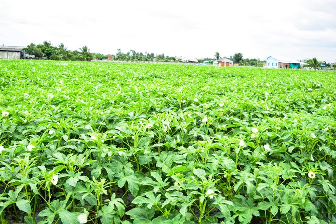 Mekong Delta Guided Tour to Vinh Trang Pagoda and Coconut Land - The Sum Up