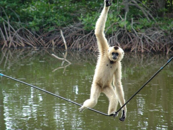 Vam Sat Mangrove Forest - VIP Private Tour From Ho Chi Minh City - What To Expect