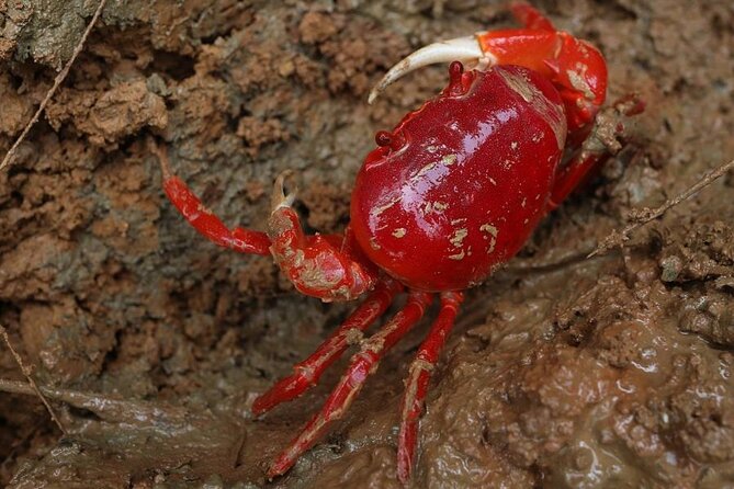 Vam Sat Mangrove Forest - VIP Private Tour From Ho Chi Minh City - Additional Info