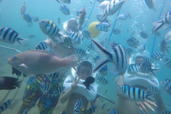 Full-Day Cham Islands Cruise From Hoi an With Underwater Walking Excursion - What To Expect