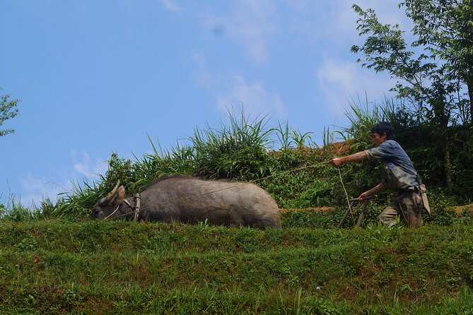 2D1N Buffalo Trek by Hmong Sister House and Trekking - Additional Information