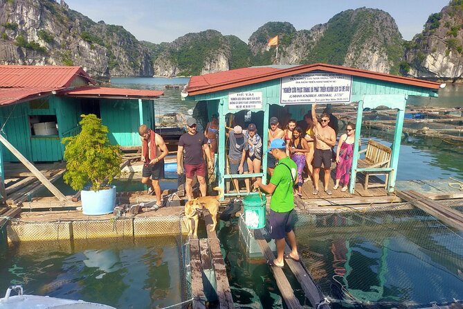 From Cat Ba Island: Full Day Boat Tour to Lan Ha Bay - Ha Long Bay - Meeting Point and Pickup Information