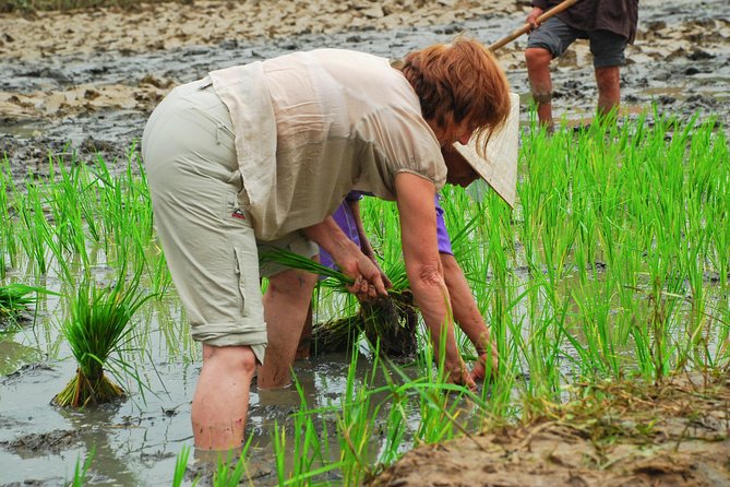 Hoi An Countrylife Tour Experience & Vietnamese Set Menu - Additional Information