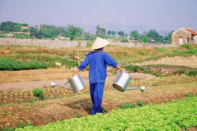 Riding Water Buffalo Hoi An Private Tour - Key Points