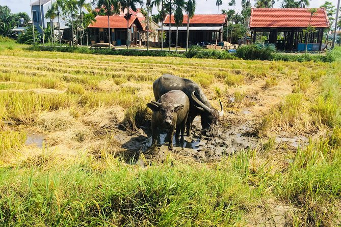 Riding Water Buffalo Hoi An Private Tour - Additional Information