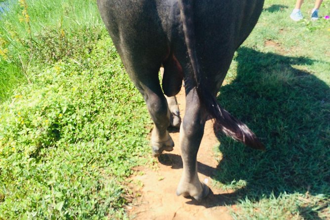 Riding Water Buffalo Hoi An Private Tour - Cancellation Policy